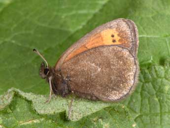 Erebia mnestra Hb. adulte - �Philippe Mothiron