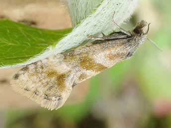 Cochylidia moguntiana R�ssl. adulte - �Friedmar Graf