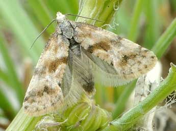 Cochylidia moguntiana R�ssl. adulte - �Friedmar Graf