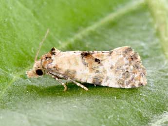 Neocochylis molliculana Z. adulte - �Philippe Mothiron
