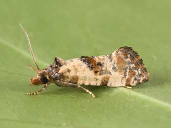 Neocochylis molliculana Z. adulte - �Philippe Mothiron