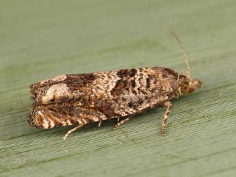 Pelochrista mollitana Z. adulte - �Lionel Taurand