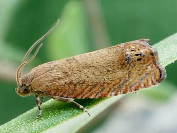 Cydia molybdana Const. adulte - �Friedmar Graf