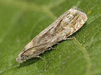 Eucosma monstratana Rbl adulte - �Rudolf Bryner