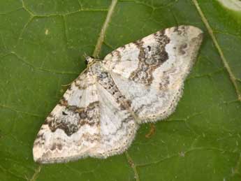 Xanthorhoe montanata D. & S. adulte - �Philippe Mothiron