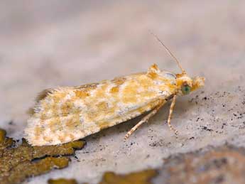 Aethes moribundana Stgr adulte - �Lionel Taurand