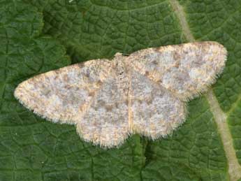 Charissa mucidaria Hb. adulte - �Philippe Mothiron