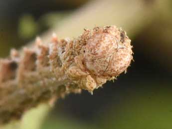  Chenille de Charissa mucidaria Hb. - �Philippe Mothiron