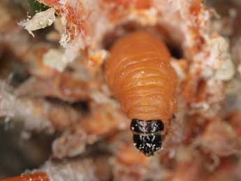  Chenille de Pseudococcyx mughiana Z. - �J�rg Schmid