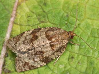 Choristoneura murinana Hb. adulte - �Rudolf Bryner