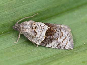 Syndemis musculana Hb. adulte - �Lionel Taurand