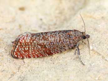 Stictea mygindiana D. & S. adulte - �Lionel Taurand