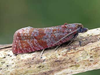 Stictea mygindiana D. & S. adulte - �Patrick Clement