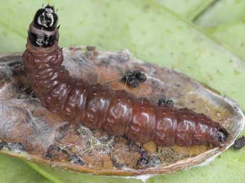  Chenille de Stictea mygindiana D. & S. - �Patrick Clement