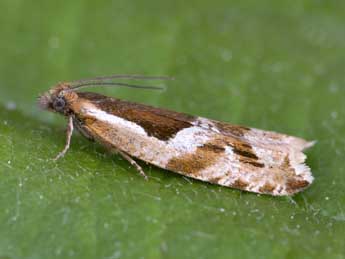 Ancylis myrtillana Tr. adulte - �Patrick Clement