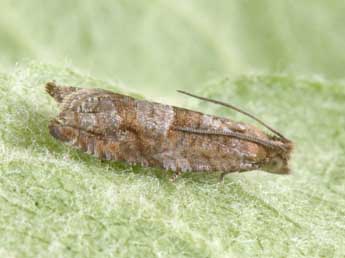 Rhopobota naevana Hb. adulte - �Philippe Mothiron