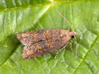 Rhopobota naevana Hb. adulte - �Philippe Mothiron