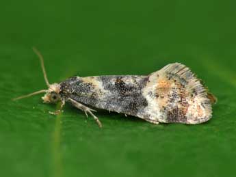 Cochylis nana Hw. adulte - �Patrick Clement