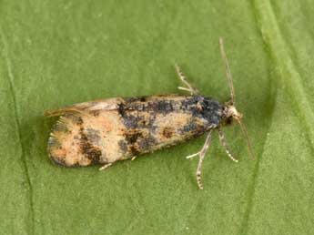 Cochylis nana Hw. adulte - �Philippe Mothiron