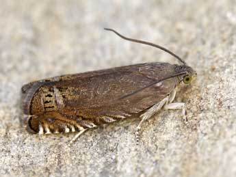 Grapholita nebritana Tr. adulte - �Lionel Taurand