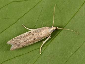 Homoeosoma nebulellum D. & S. adulte - �Philippe Mothiron