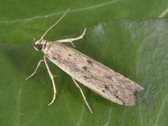 Homoeosoma nebulellum D. & S. adulte - �Philippe Mothiron