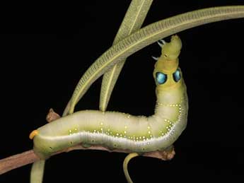  Chenille de Daphnis nerii L. - �Adrien Jailloux