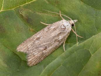 Eana nervana J. Joan. adulte - �Philippe Mothiron