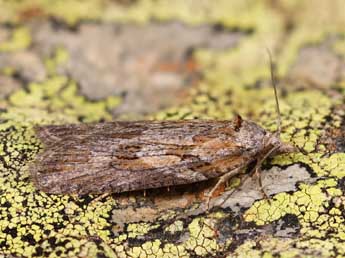 Eana nervana J. Joan. adulte - �Lionel Taurand