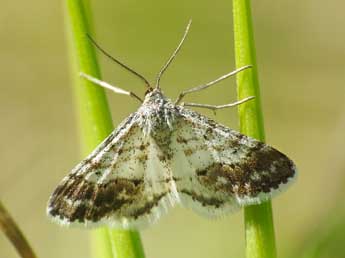 Idaea nexata Hb. adulte - �Stephen Knapp