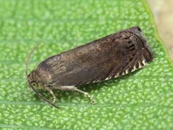 Cydia nigricana F. adulte - �Lionel Taurand