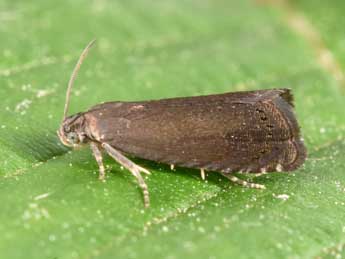 Cydia nigricana F. adulte - �Philippe Mothiron