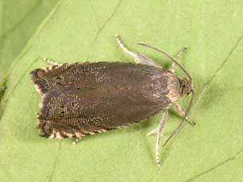 Cydia nigricana F. adulte - �Philippe Mothiron