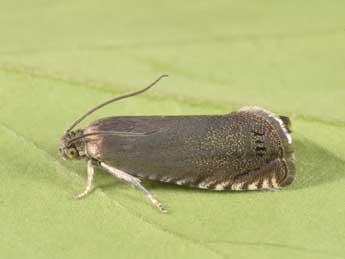 Cydia nigricana F. adulte - �Philippe Mothiron