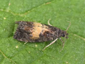 Endothenia nigricostana Hw. adulte - �Philippe Mothiron