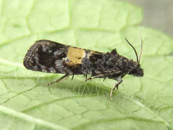 Endothenia nigricostana Hw. adulte - �Ruben Meert