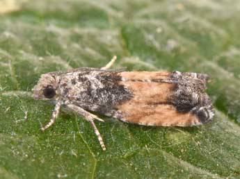 Epinotia nisella Cl. adulte - �Philippe Mothiron