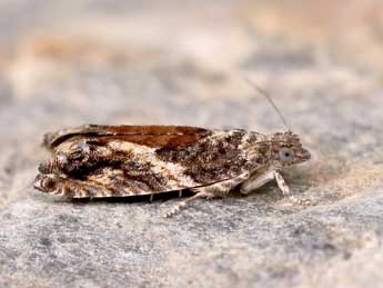 Epinotia nisella Cl. adulte - �Lionel Taurand