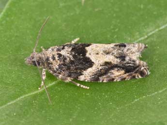 Epinotia nisella Cl. adulte - �Philippe Mothiron