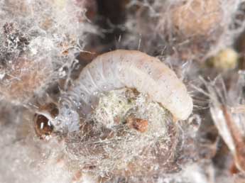  Chenille de Epinotia nisella Cl. - �Philippe Mothiron