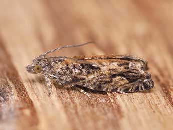 Epinotia nisella Cl. adulte - �Lionel Taurand