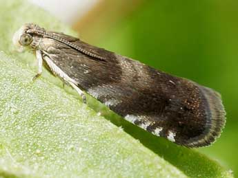 Strophedra nitidana F. adulte - �Friedmar Graf