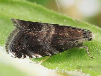 Strophedra nitidana F. adulte - �Friedmar Graf