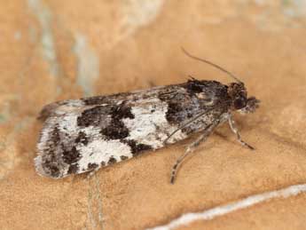 Argyroploce noricana H.-S. adulte - �J�rg Schmid