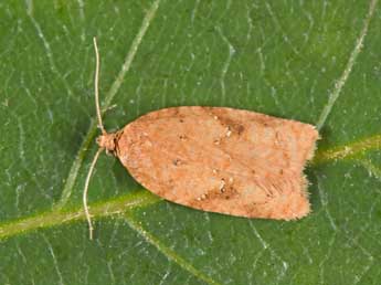 Acleris notana Donovan adulte - �Philippe Mothiron