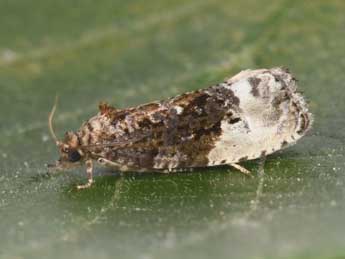 Hedya nubiferana Hw. adulte - �Philippe Mothiron