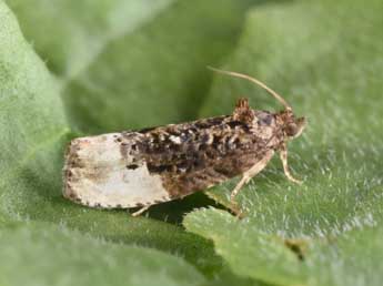 Hedya nubiferana Hw. adulte - �Philippe Mothiron