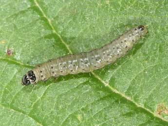  Chenille de Hedya nubiferana Hw. - �Philippe Mothiron