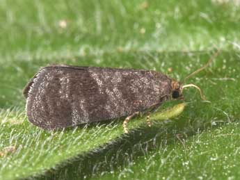 Neosphaleroptera nubilana Hb. adulte - �Philippe Mothiron