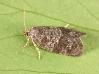 Neosphaleroptera nubilana Hb. adulte - �Philippe Mothiron